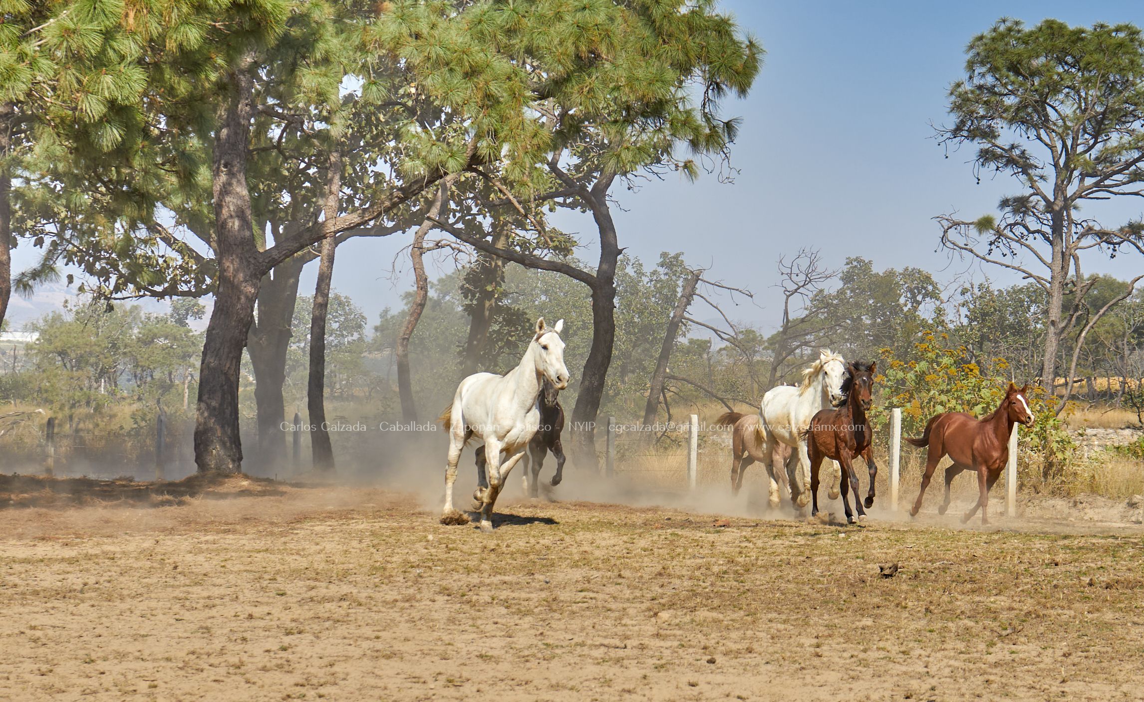 Rancho en Jalisco . Caballada . dic 12 2022_3.jpg